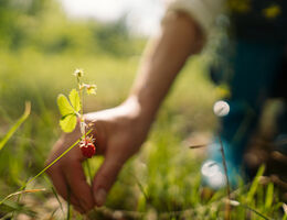 A hand picks a wild strawberry.