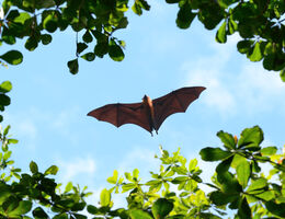 A bat soars over green leaves in daylight.
